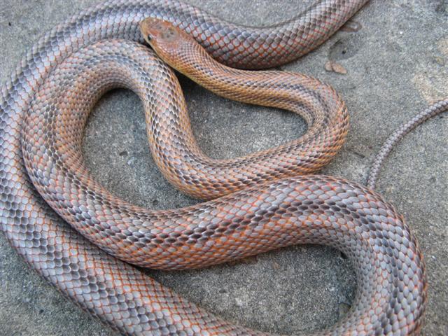 bandera bairds