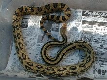 lineaticollis