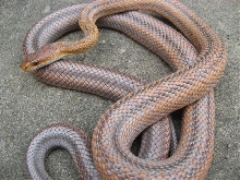 Bandera Bairds