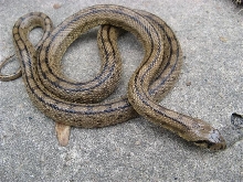 Ladder Ratsnake