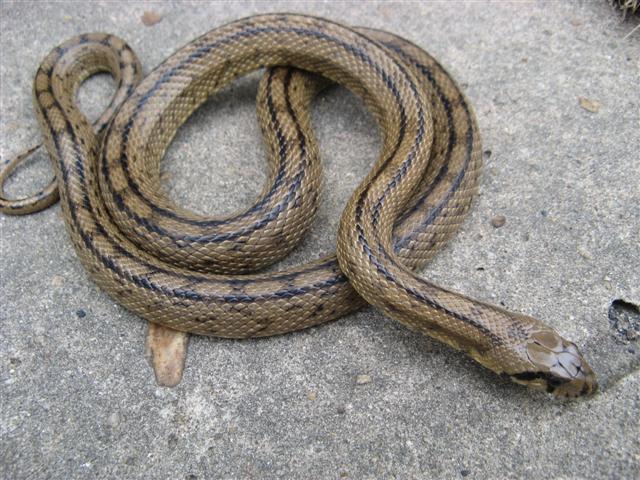 Ladder Ratsnake