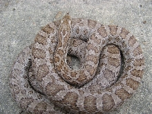 intermontana