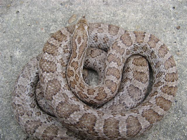 intermontana