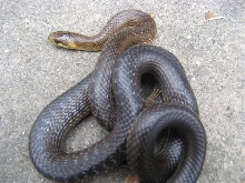 E. longissima