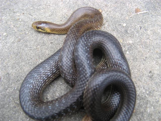 E. longissima