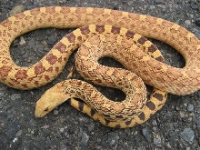 Stillwater Hypo