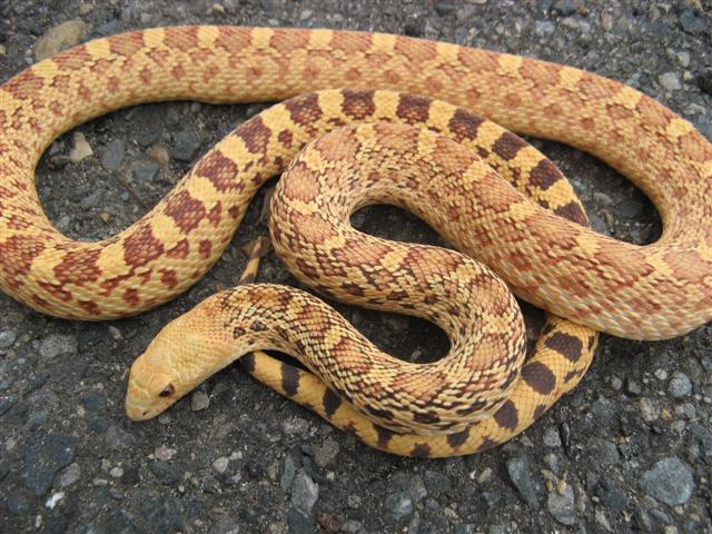 Stillwater Hypo