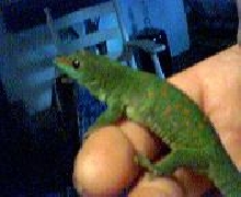a gecko in the hand worth two in bush