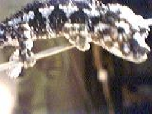 closeup