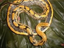 13 year old female Mocquard's