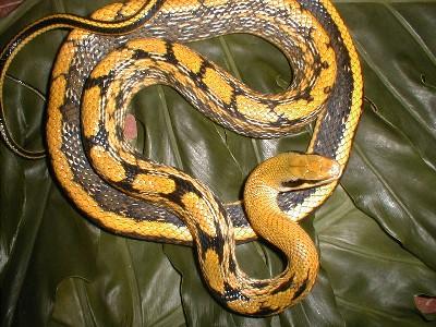 13 year old female Mocquard's