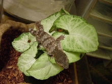 Rhacodactylus ciliatus ????