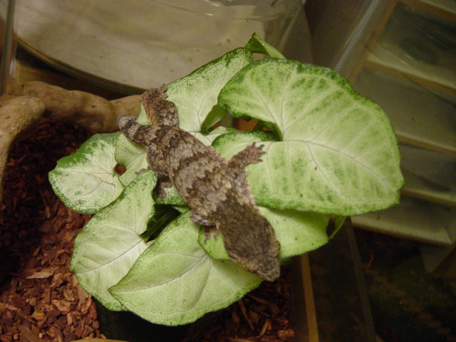 Rhacodactylus ciliatus ????