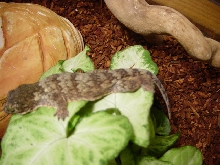 Rhacodactylus ciliatus ????