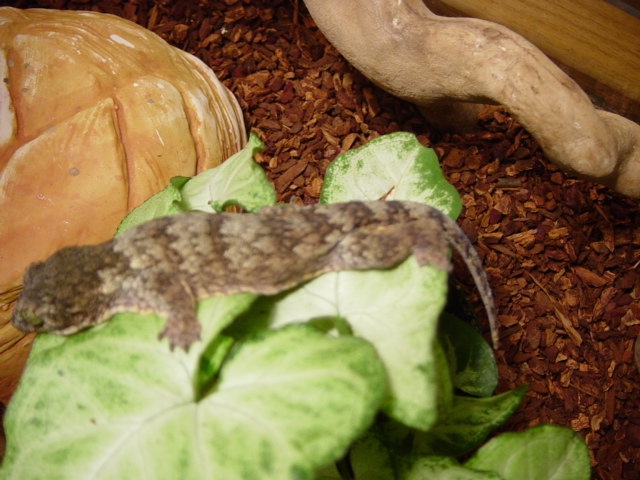 Rhacodactylus ciliatus ????