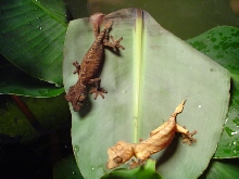 ebenaui