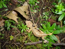 find the gecko!