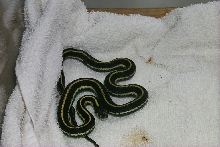 my newest snake