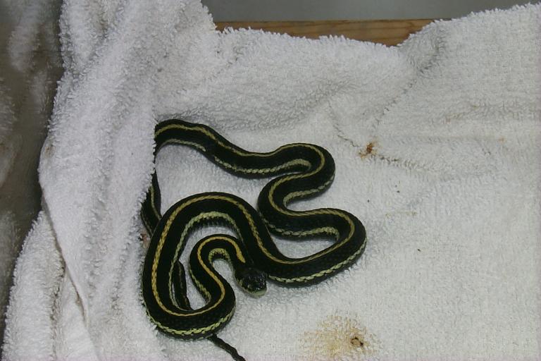 my newest snake