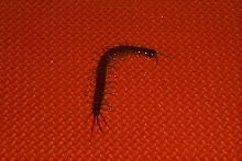 first centipede