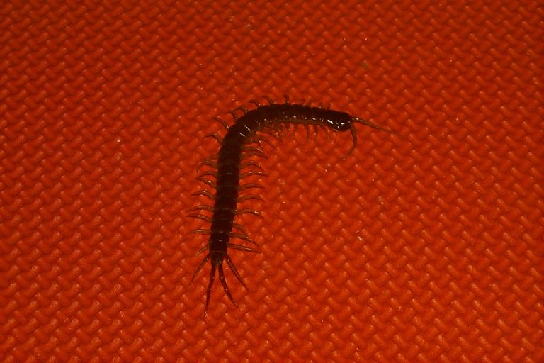 first centipede