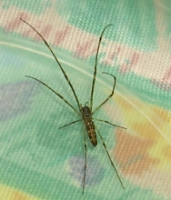 unknown spider