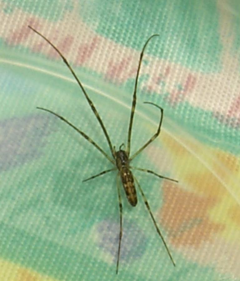 unknown spider