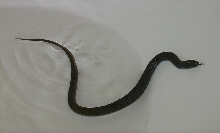nearly melanistic?