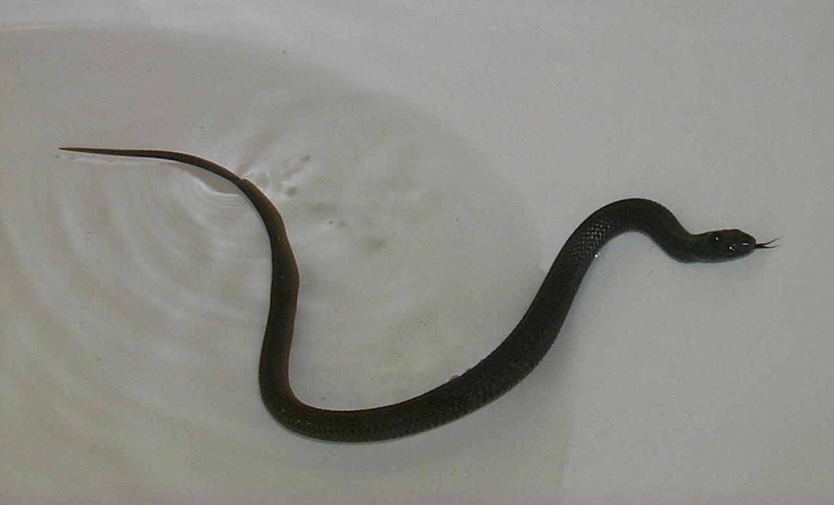 nearly melanistic?