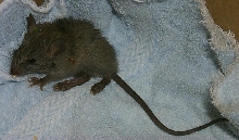 rat injured