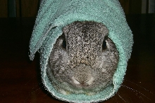 poppy wrapped up