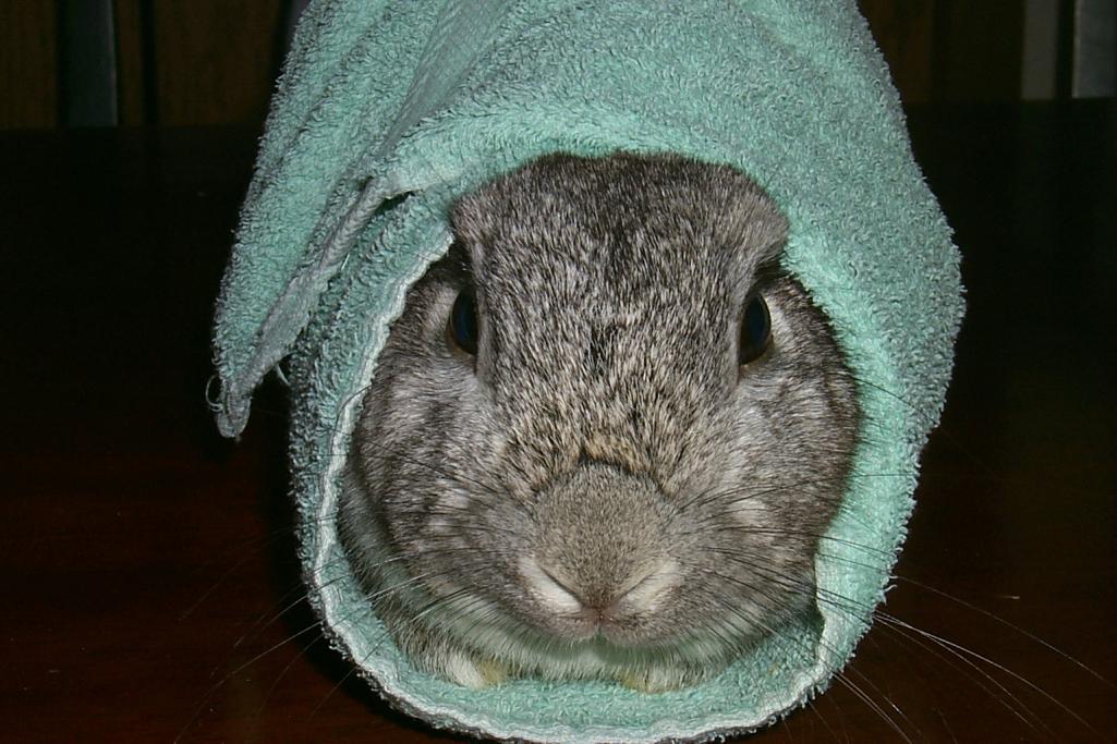 poppy wrapped up