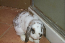 buster