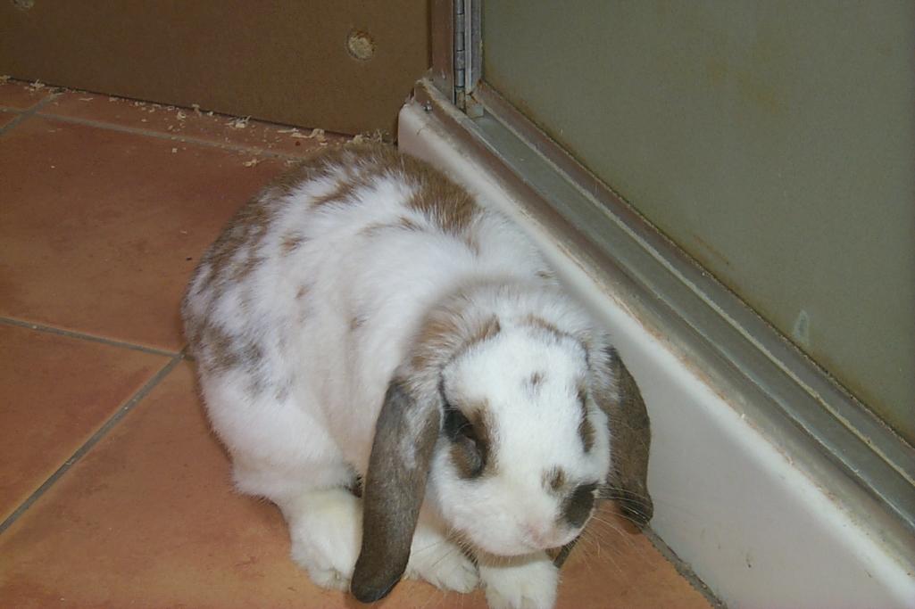 buster
