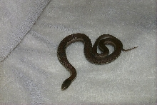 garter young