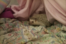 new hedgehog