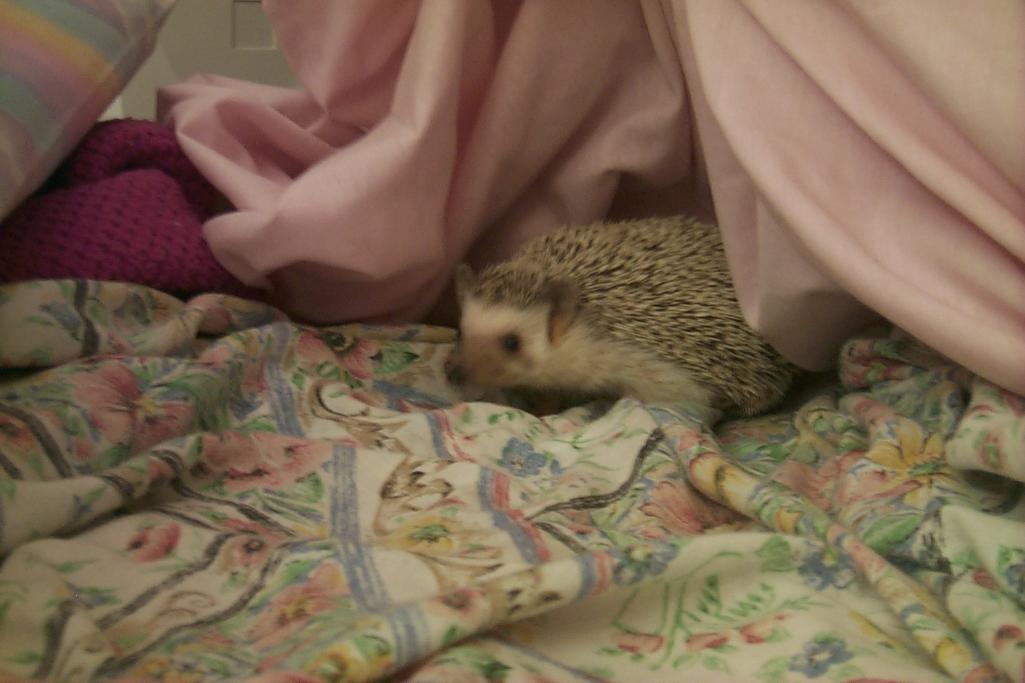 new hedgehog