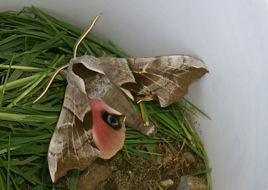 rescued moth