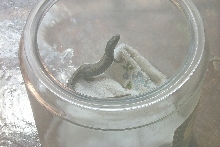 unknown lizard