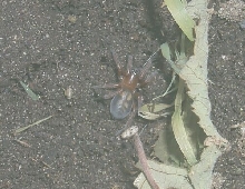 Unknown spider