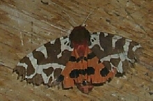 Unidentified moth.