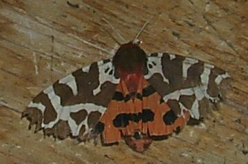 Unidentified moth.
