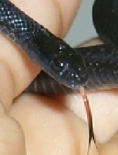 ord the snake