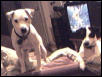 my dogs