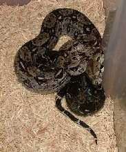 Anerythristic Sonoran Desert Boa constrictor