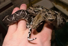 Anerythristic Sonoran Desert Dwarf boa