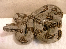 Bcl