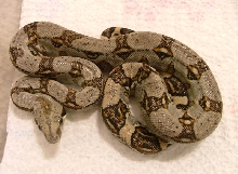 Bcl