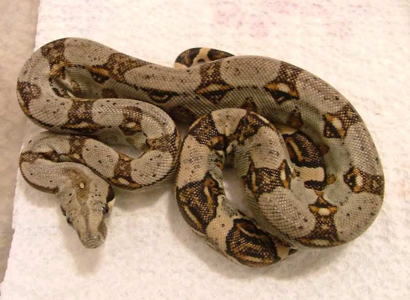 Bcl