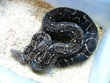 Anery Type 2 sonoran
